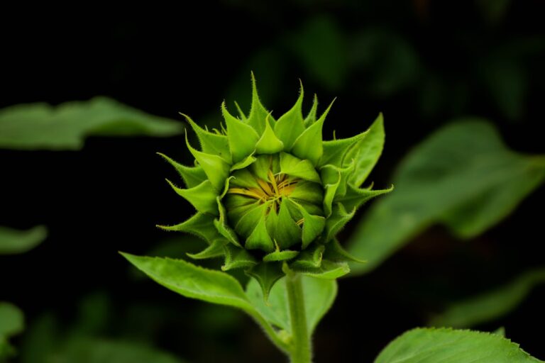 Top 10 Free Things to Do in Kathmandu β Travel Guide to Kathmandu 133 focus photography of green flower
