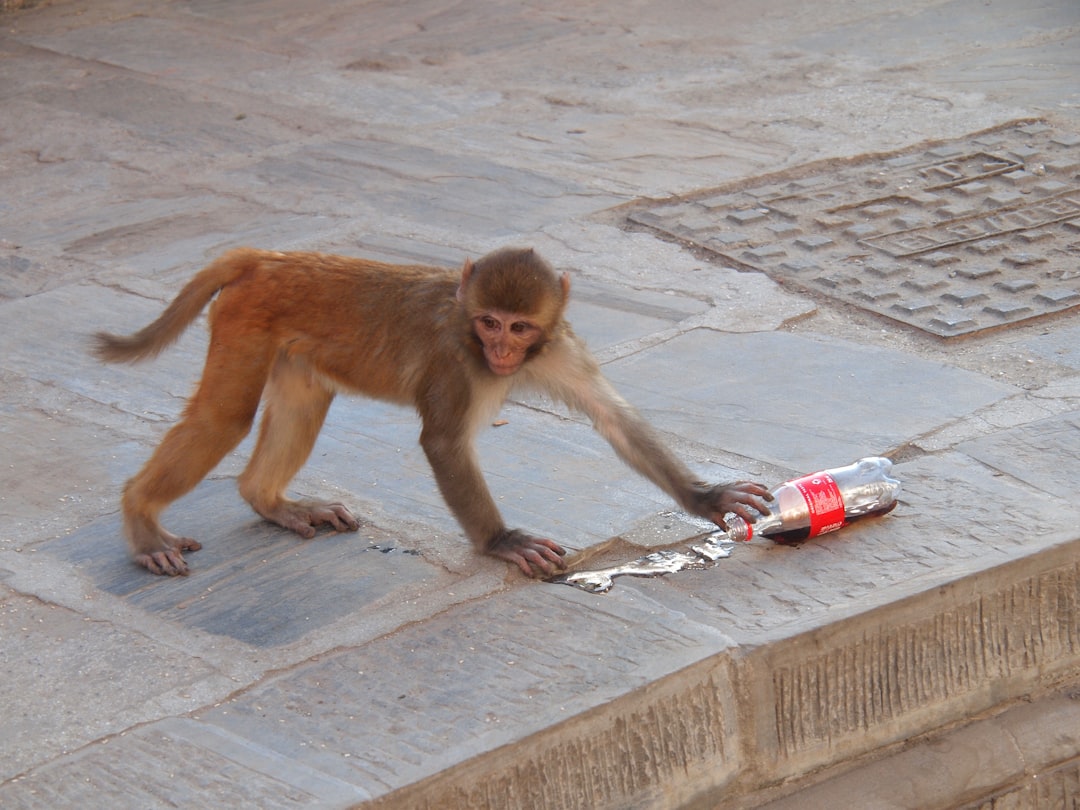 brown monkey holding Coca-Cola bottle