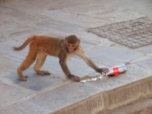 brown monkey holding Coca-Cola bottle