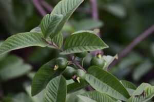 green round fruit on green leaves