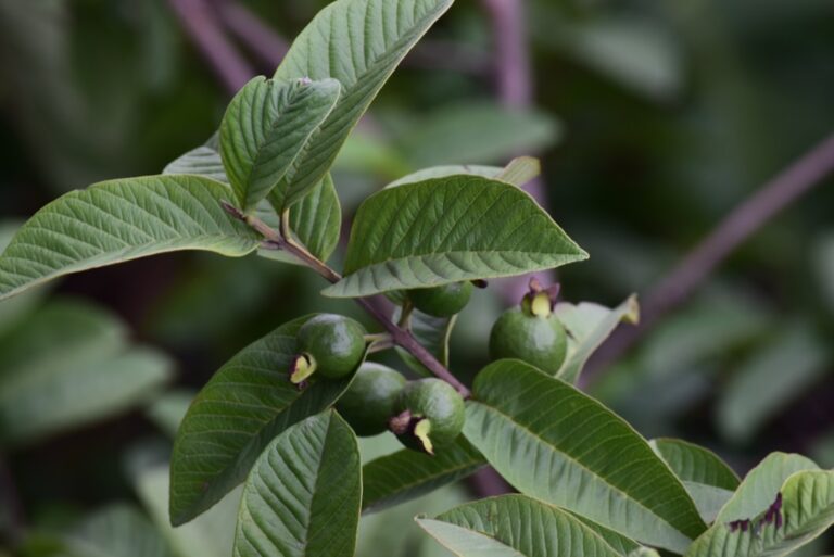 green round fruit on green leaves