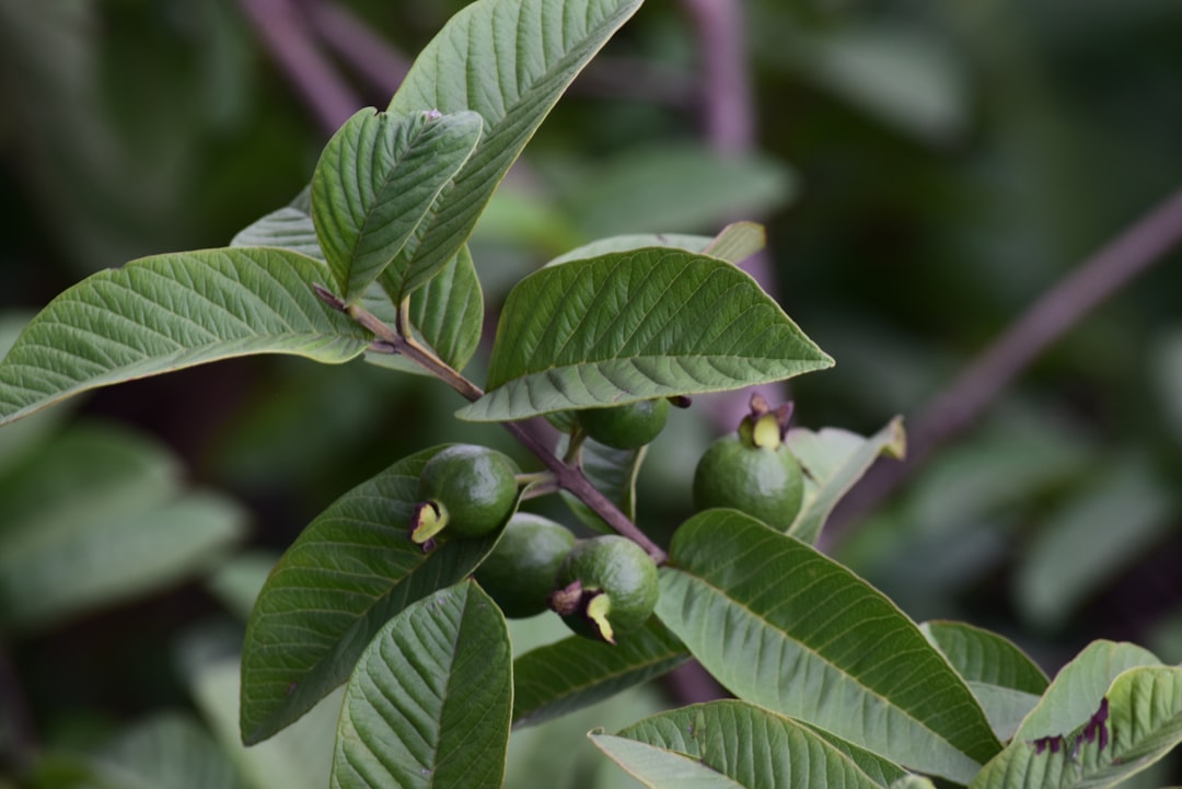green round fruit on green leaves