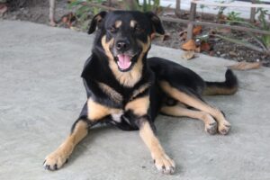 black and tan short coat medium dog lying on white sand during daytime