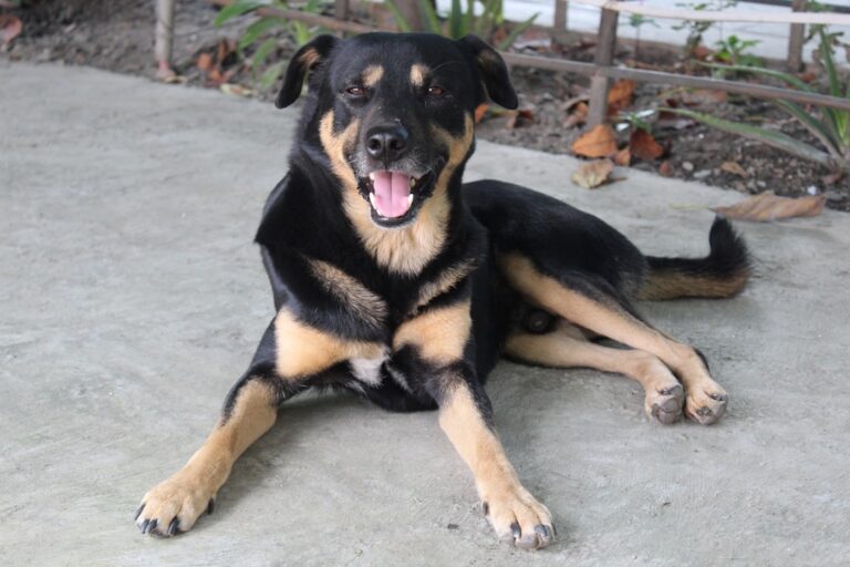black and tan short coat medium dog lying on white sand during daytime