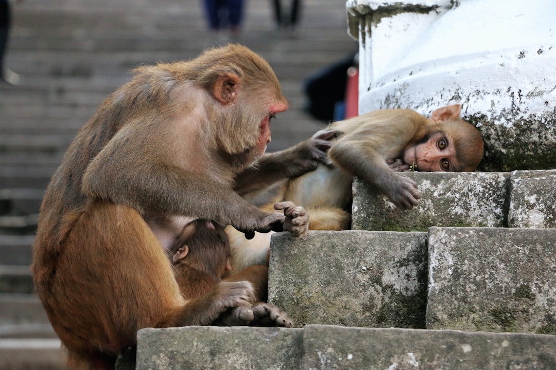 brown monkey on gray concrete wall during daytime