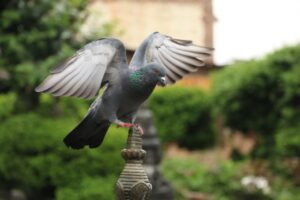 gray and green pigeon on brown wooden stand during daytime