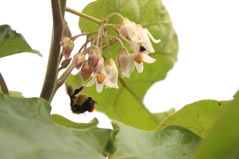 black and yellow bee on white flower