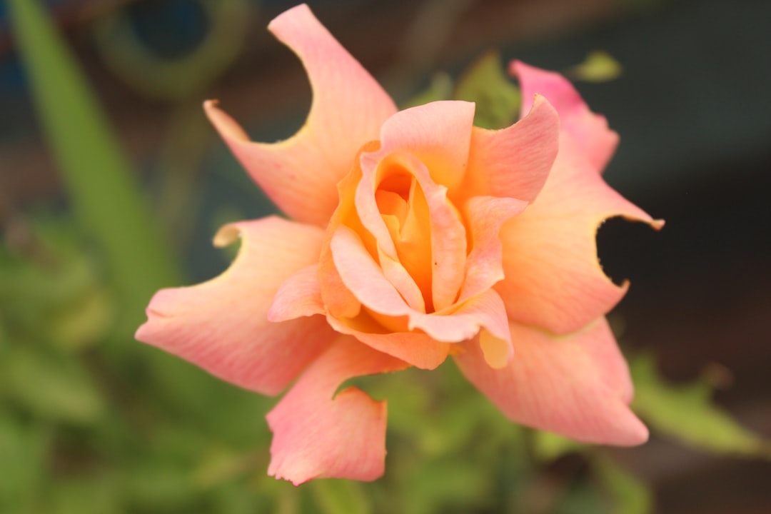 pink flower in tilt shift lens