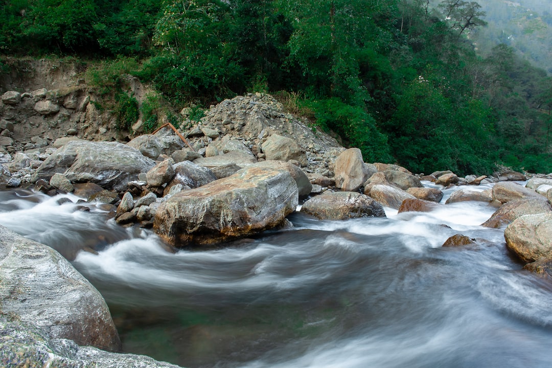 a stream of water running through a lush green forest
