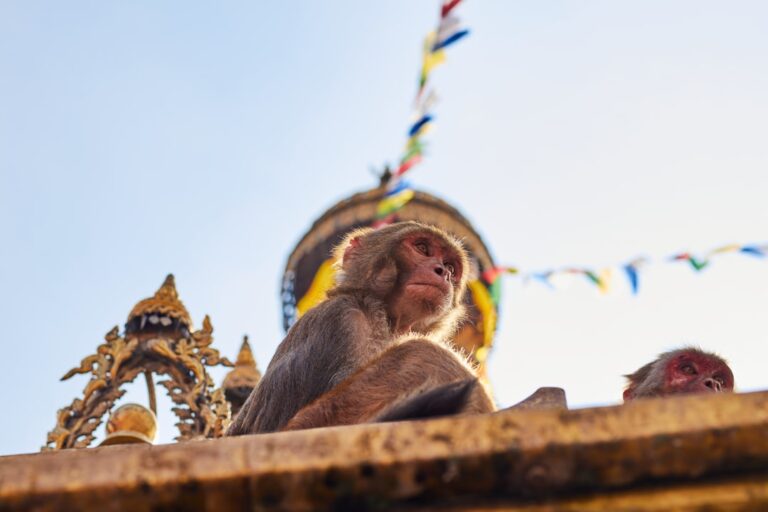 Markets & Local Finds in Kathmandu β Travel Guide to Kathmandu 33 a couple of monkeys sitting on top of a building