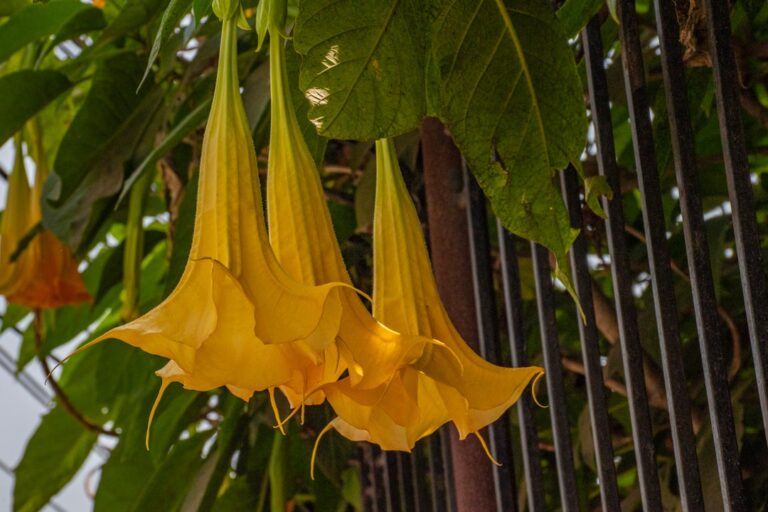 a yellow flower with green leaves