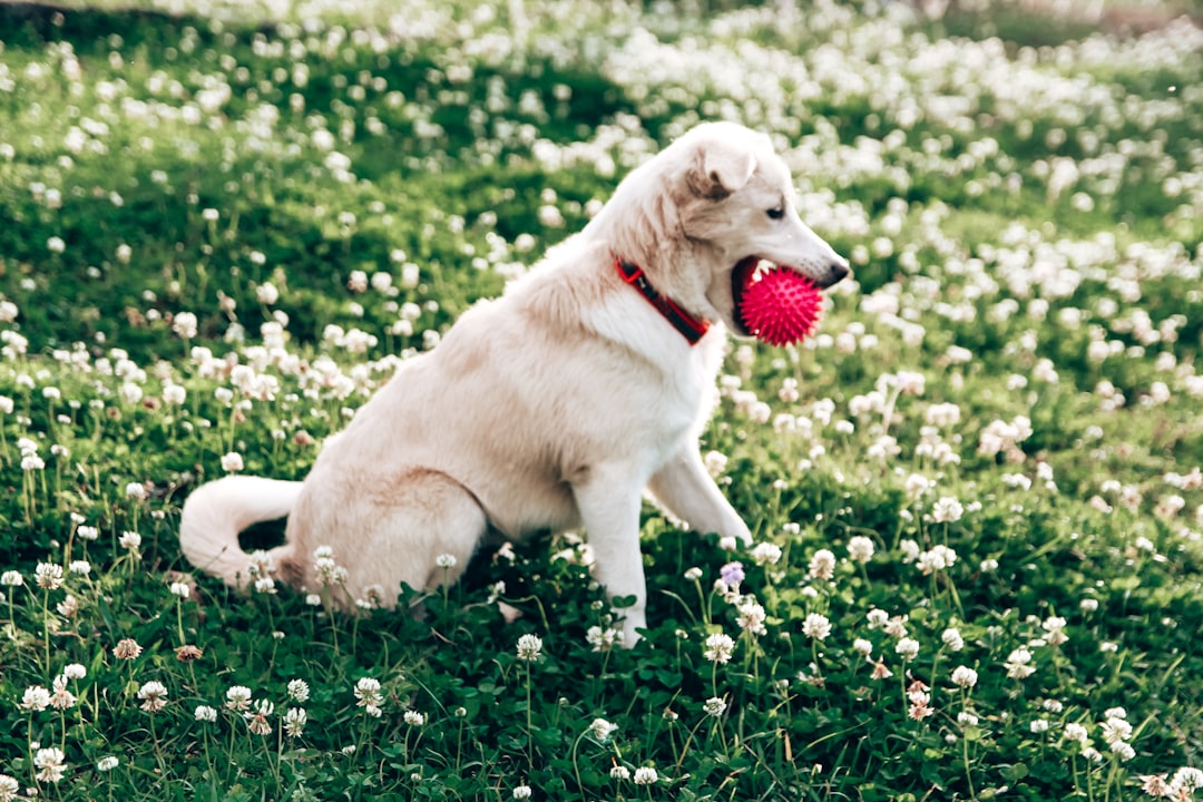 a dog with a ball in its mouth in a grassy area