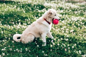 a dog with a ball in its mouth in a grassy area