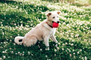 a dog sitting in a grassy field