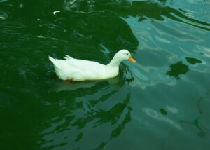 a white duck swimming in water