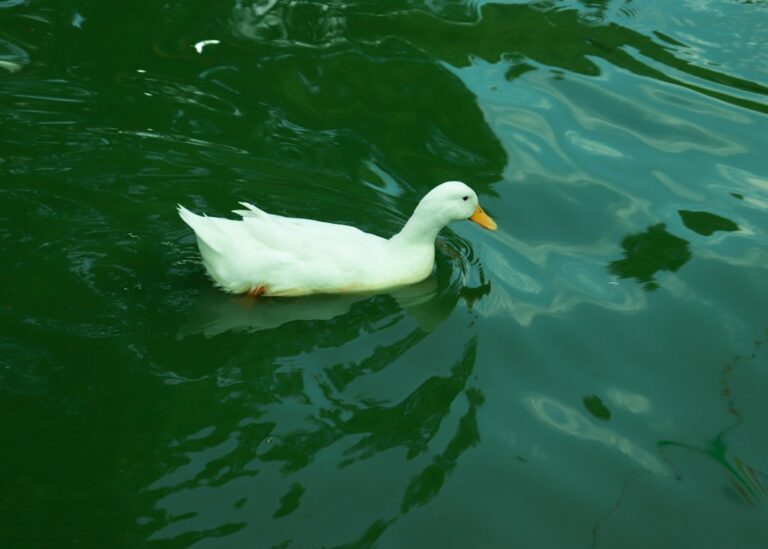 a white duck swimming in water