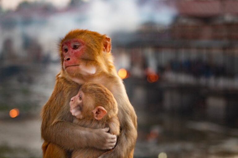 a monkey holding a baby in its arms