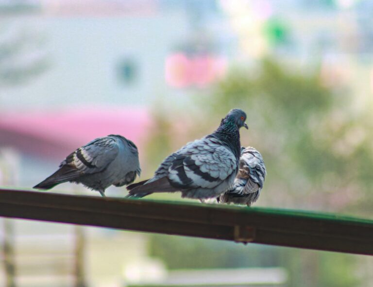 Best Food Markets in Kathmandu: Local Eats & Fresh Finds β Travel Guide to Kathmandu 16 a couple of birds that are sitting on a rail