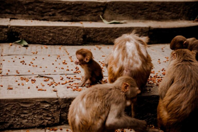 Taste of Tradition: Local Flavors of Kathmandu – Travel Guide to Kathmandu 148 a group of monkeys sitting on top of steps
