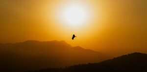 a bird flying in front of the sun