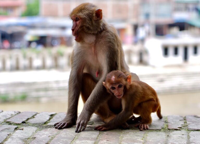Scenic Walks & Strolls for Couples in Kathmandu β Travel Guide to Kathmandu 16 A couple of monkeys sitting on top of a stone floor