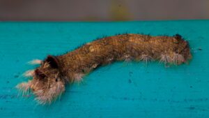 A caterpillar crawling on a blue surface