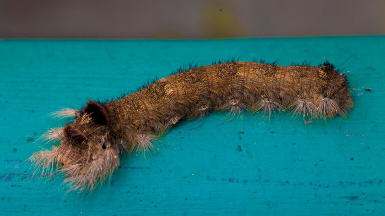 A caterpillar crawling on a blue surface