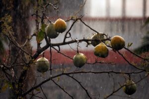 A tree with fruit hanging from it's branches in the rain