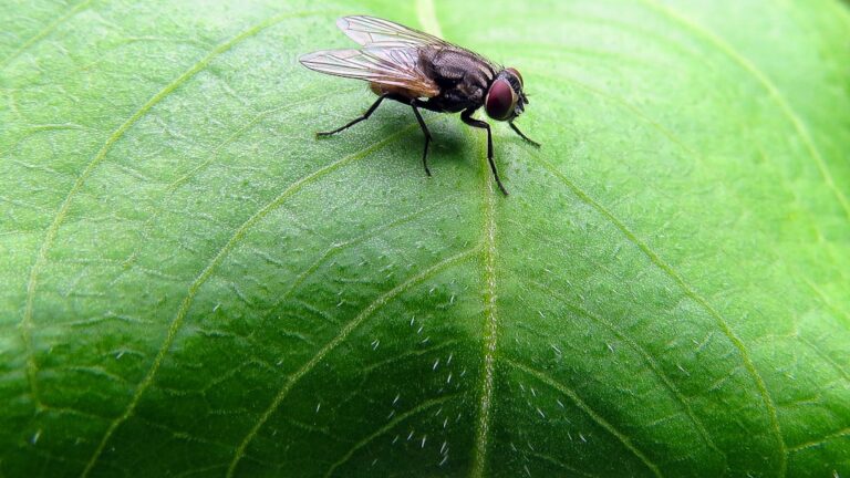 A fly sitting on top of a green leaf