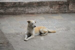 A dog sitting on the ground in front of a building