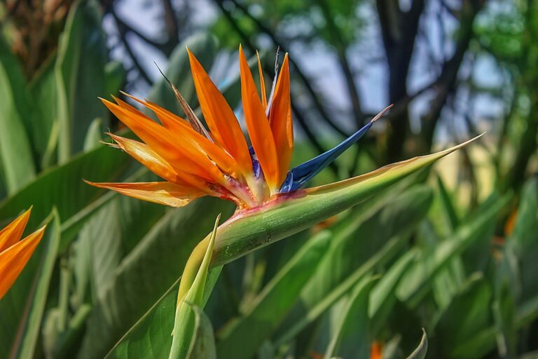 How to Book the Cheapest Flights to Kathmandu β Travel Guide to Kathmandu 1 A close up of a bird of paradise flower