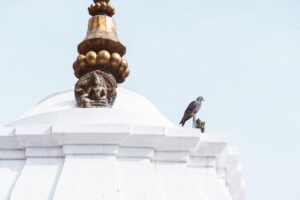 A bird sitting on top of a white building