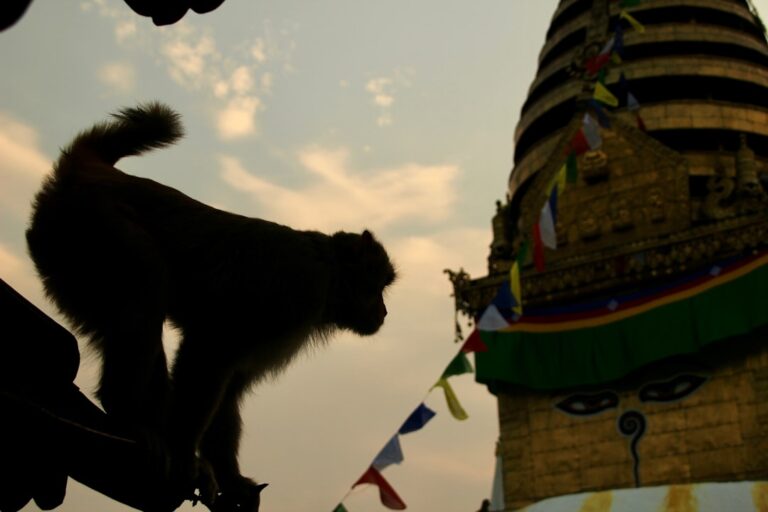 A monkey silhouettes near a temple.